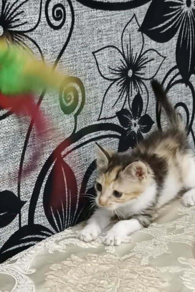 Отдам милого игривого котёнка!