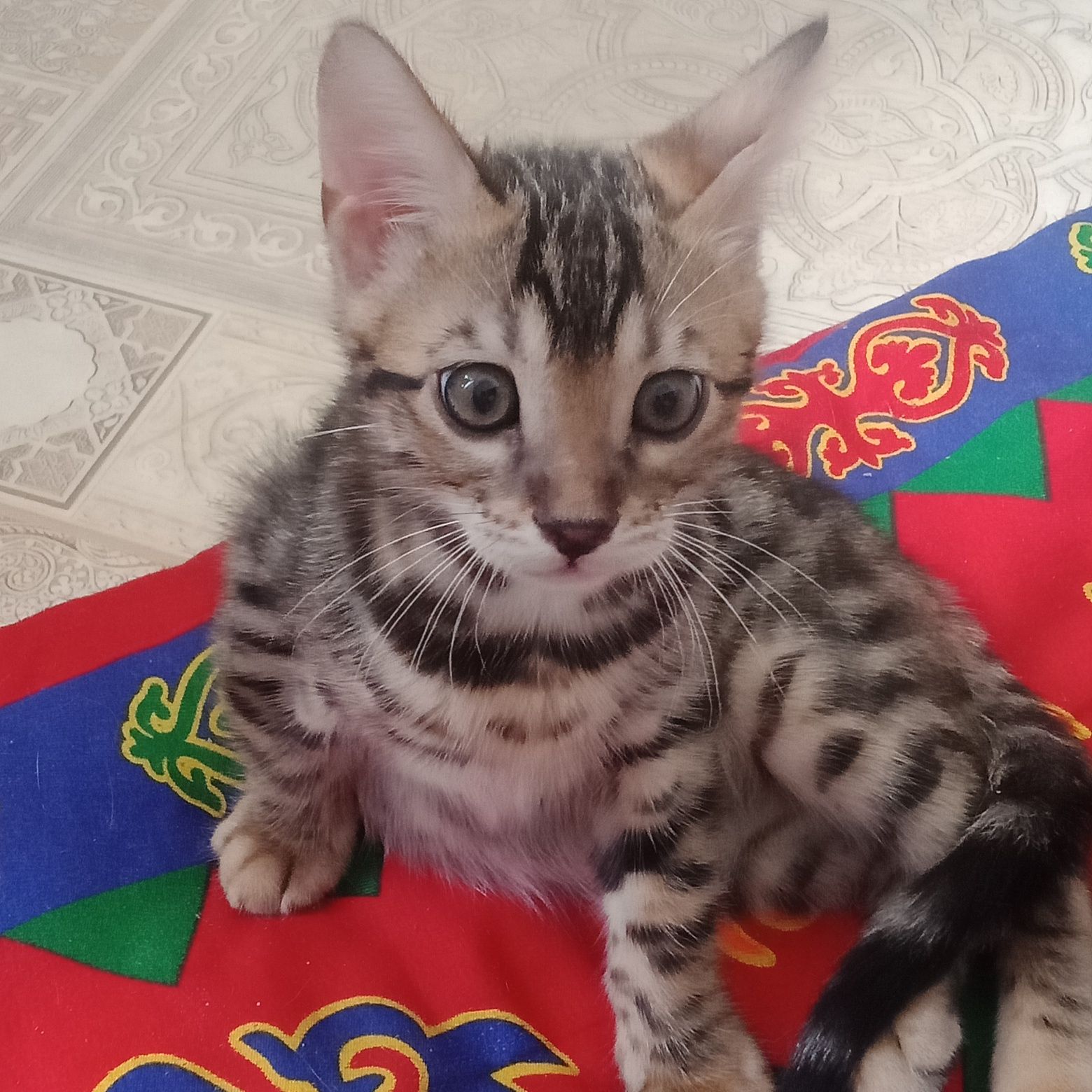 Бенгальский котёнок