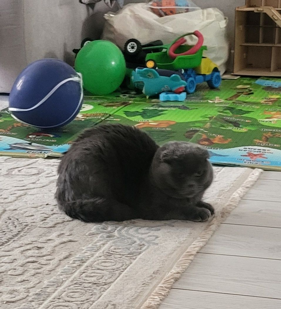 Кот шотландец веслоухая