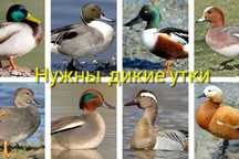 Дикие утки , гуси, лебеди