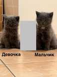 Отдам котят в ХОРОШИЕ ДОБРЫЕ руки!!!
