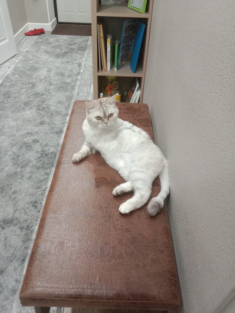 Отдам бесплатно кошку в добрые руки