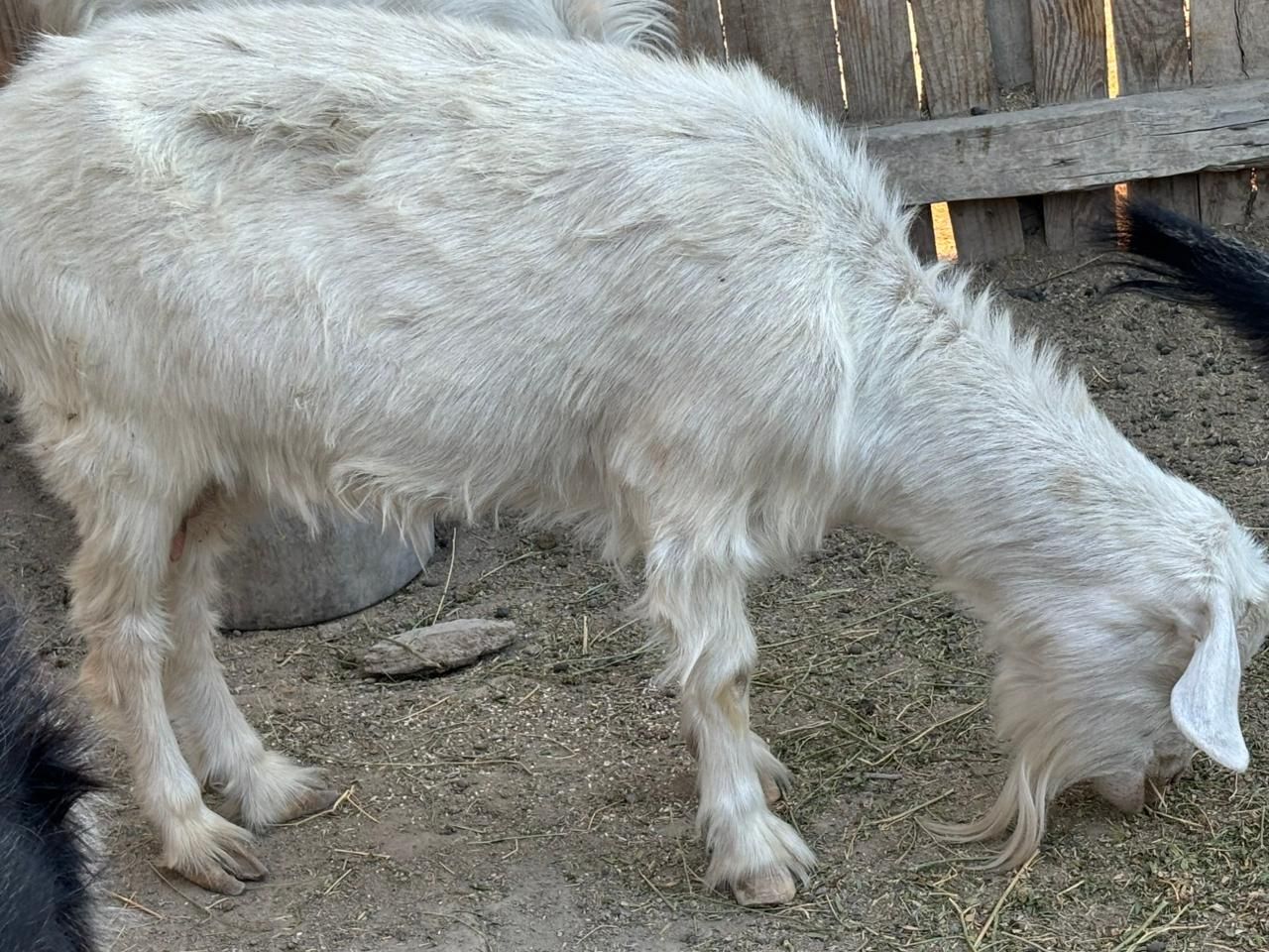 ешкі.  сатылады.