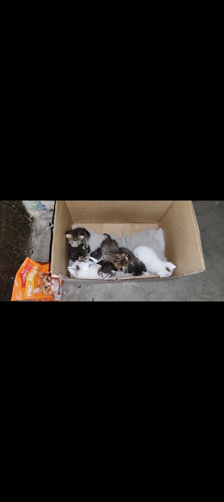 Отдам котят даром.