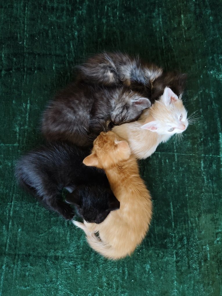 Отдам котят в добрые руки