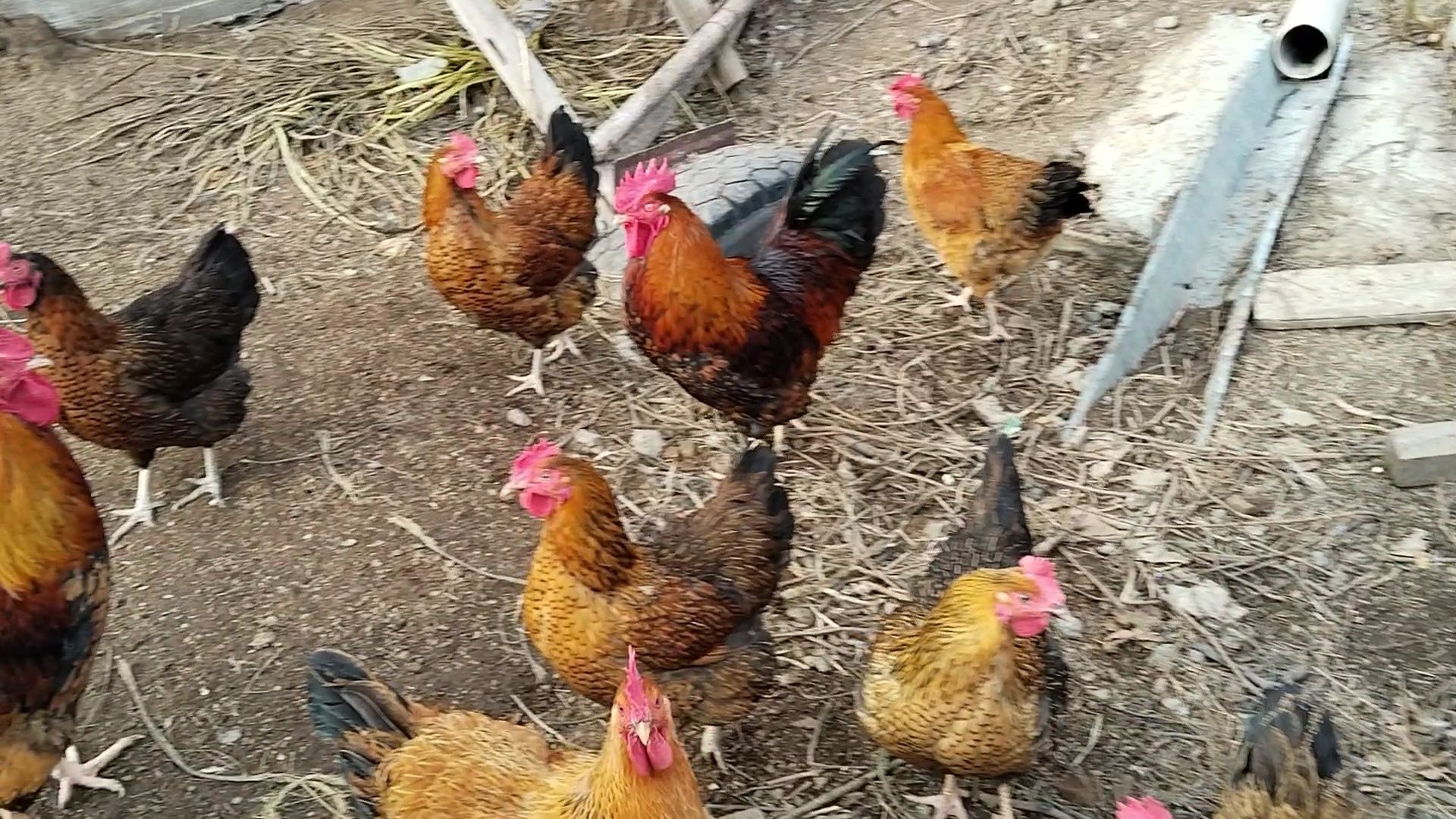 Цыплята кучинские