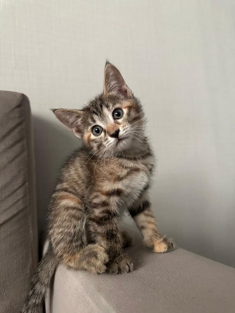 Котята бесплатно