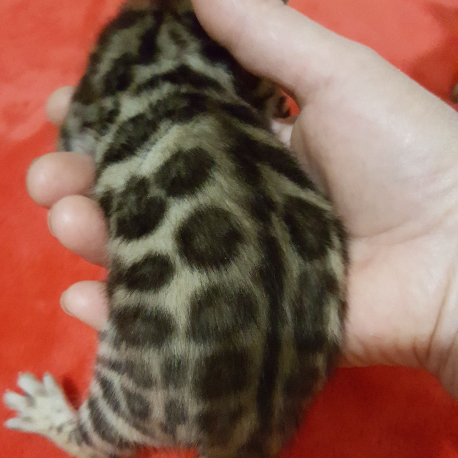 Чистокровные бенгальские Котя
