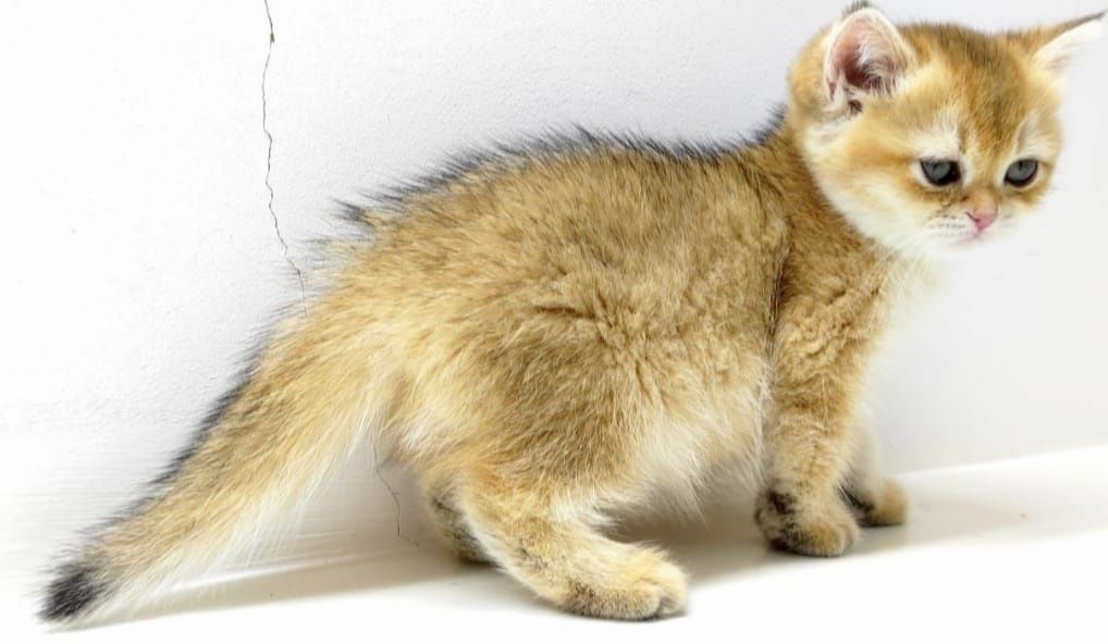 БритАнскКие коТятА