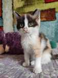 Котенок ищет семью и дом