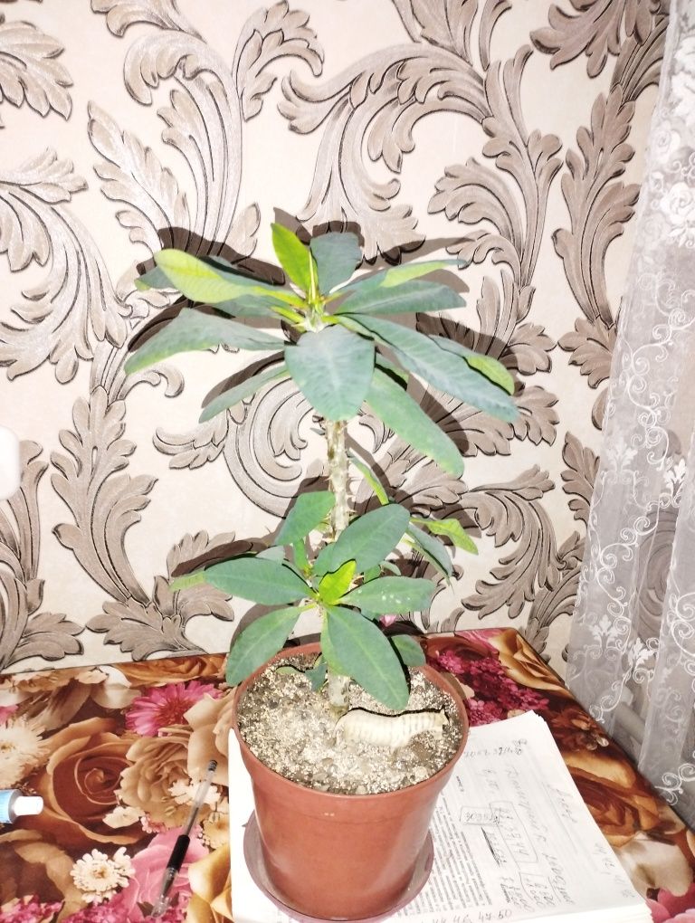 Фикусы и молочай крупноцветковый