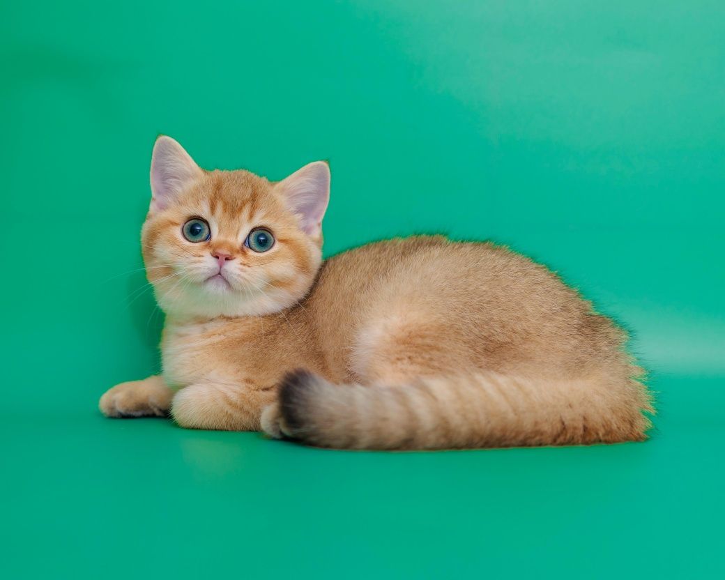 Золотые котята. Золотой котенок