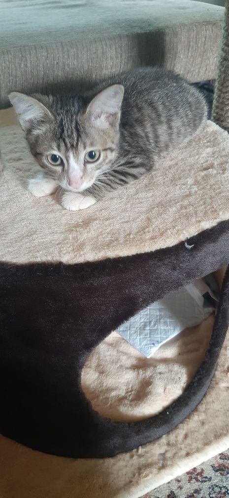 Отдам котёнка девочку