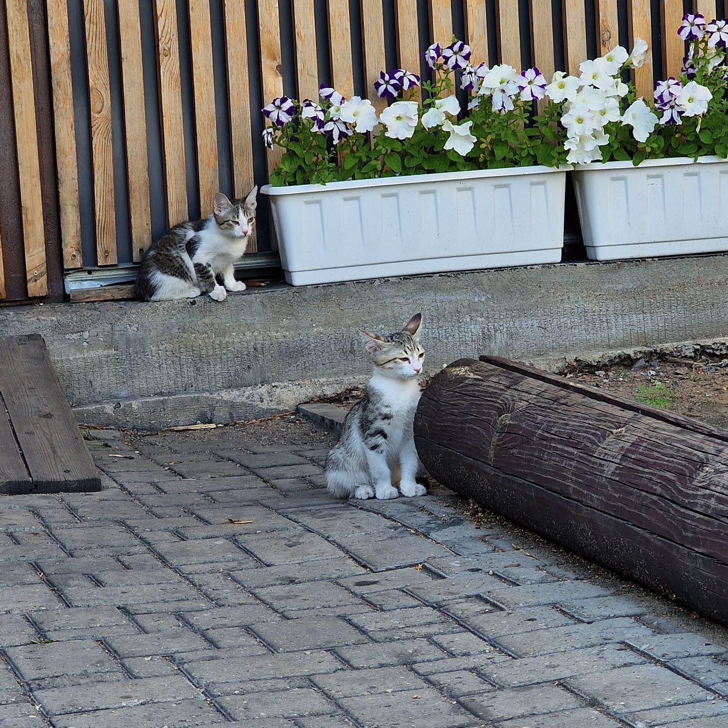 Дарю котят в добрые руки