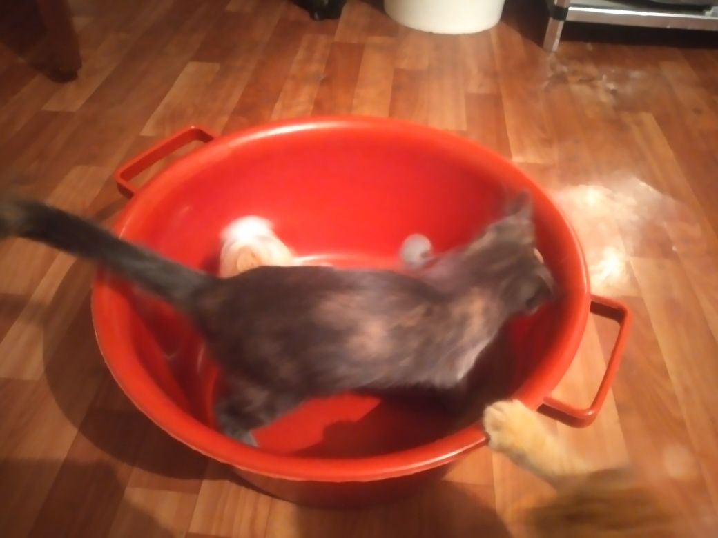 Отдам котят добрые руки