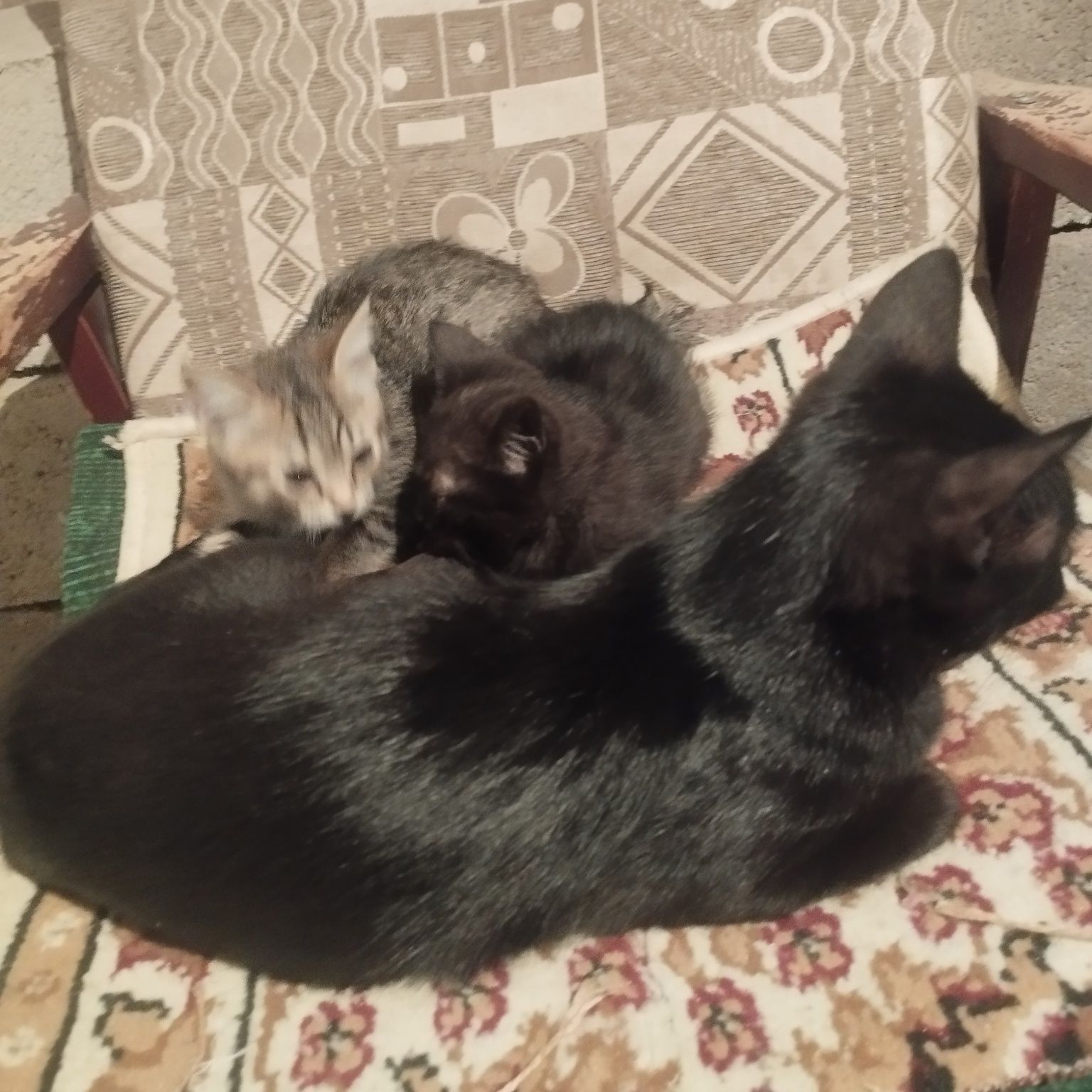 Отдам котят в добрые руки бесплатно.