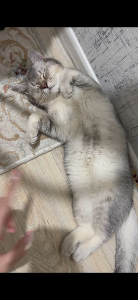 Предлагается кот для вязки
