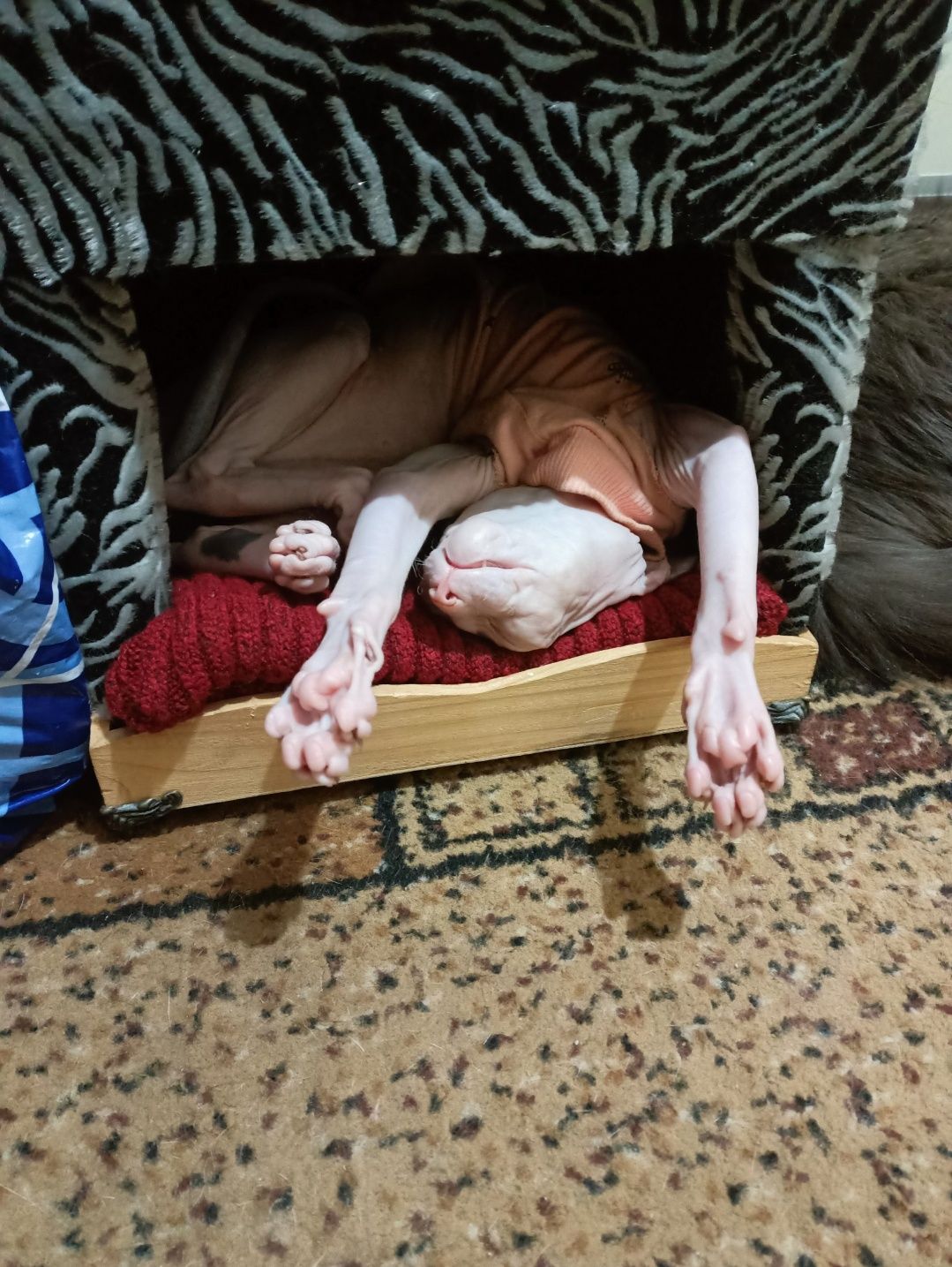 Сфинкс.  донской