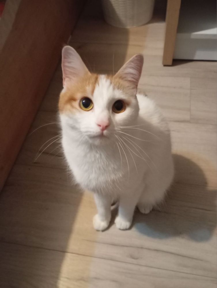 Отдадим кошку в хорошие руки