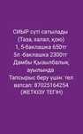 СИЫР сүті  сатылады (ТАЗА,ХАЛАЛ,ҚОЮ)