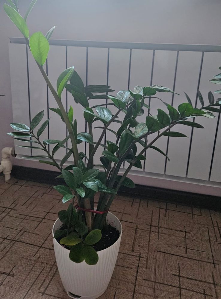 Продам комнатные цветы
