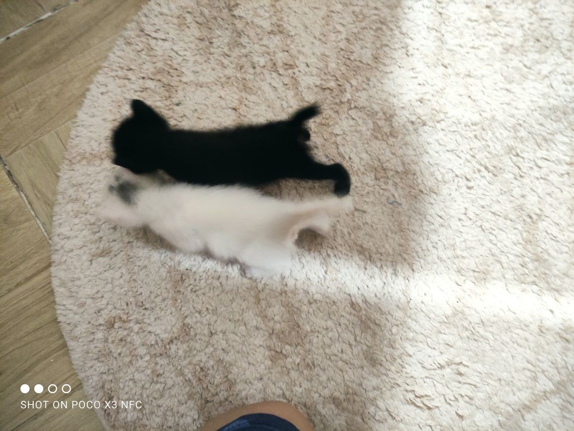 Очаровательные котята ищут дом!
