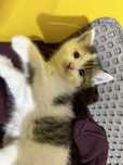 Котенок нашли на улице