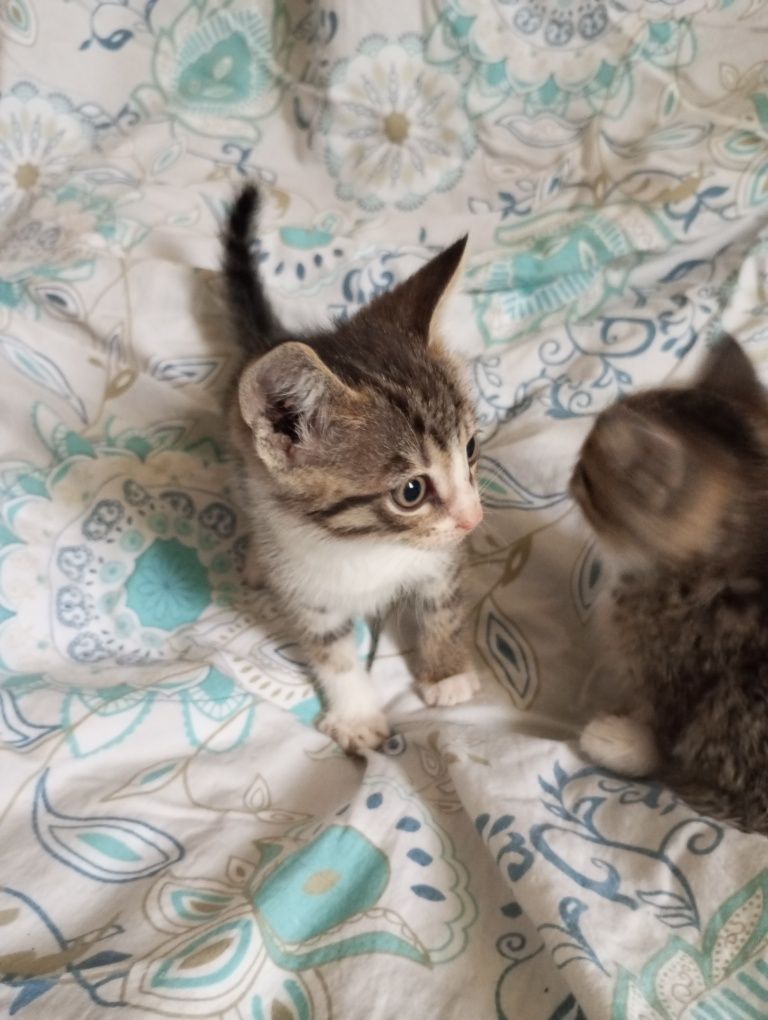 Котята в добрые руки 1,5 месяца