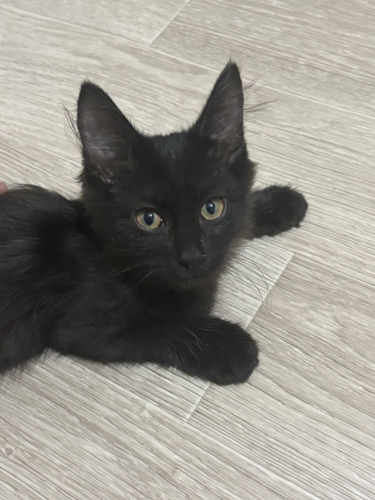 Черный котенок Ангорская
