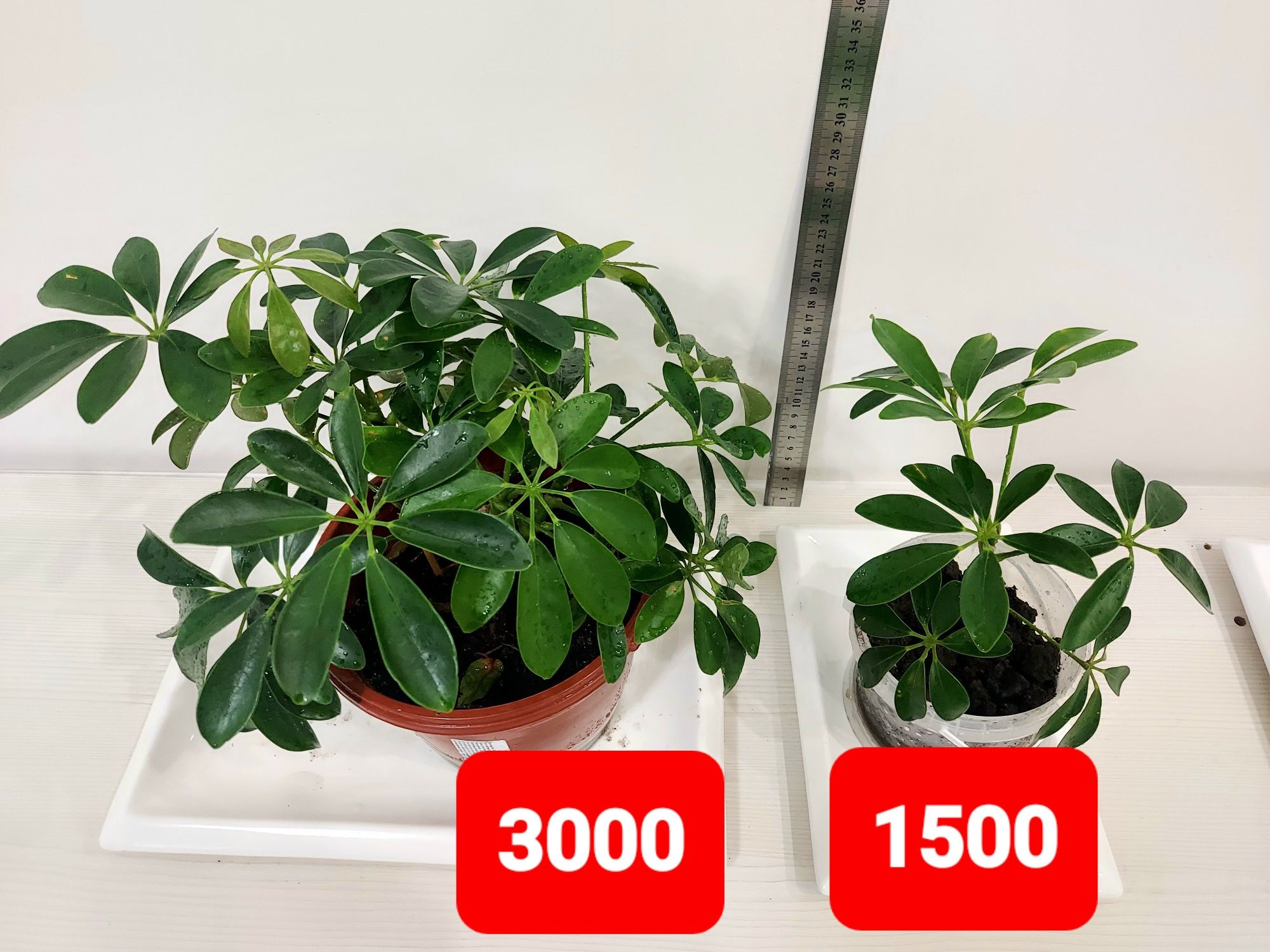 Продам шефлеру, 3000/1500