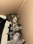 Отдаю котят ДАРОМ