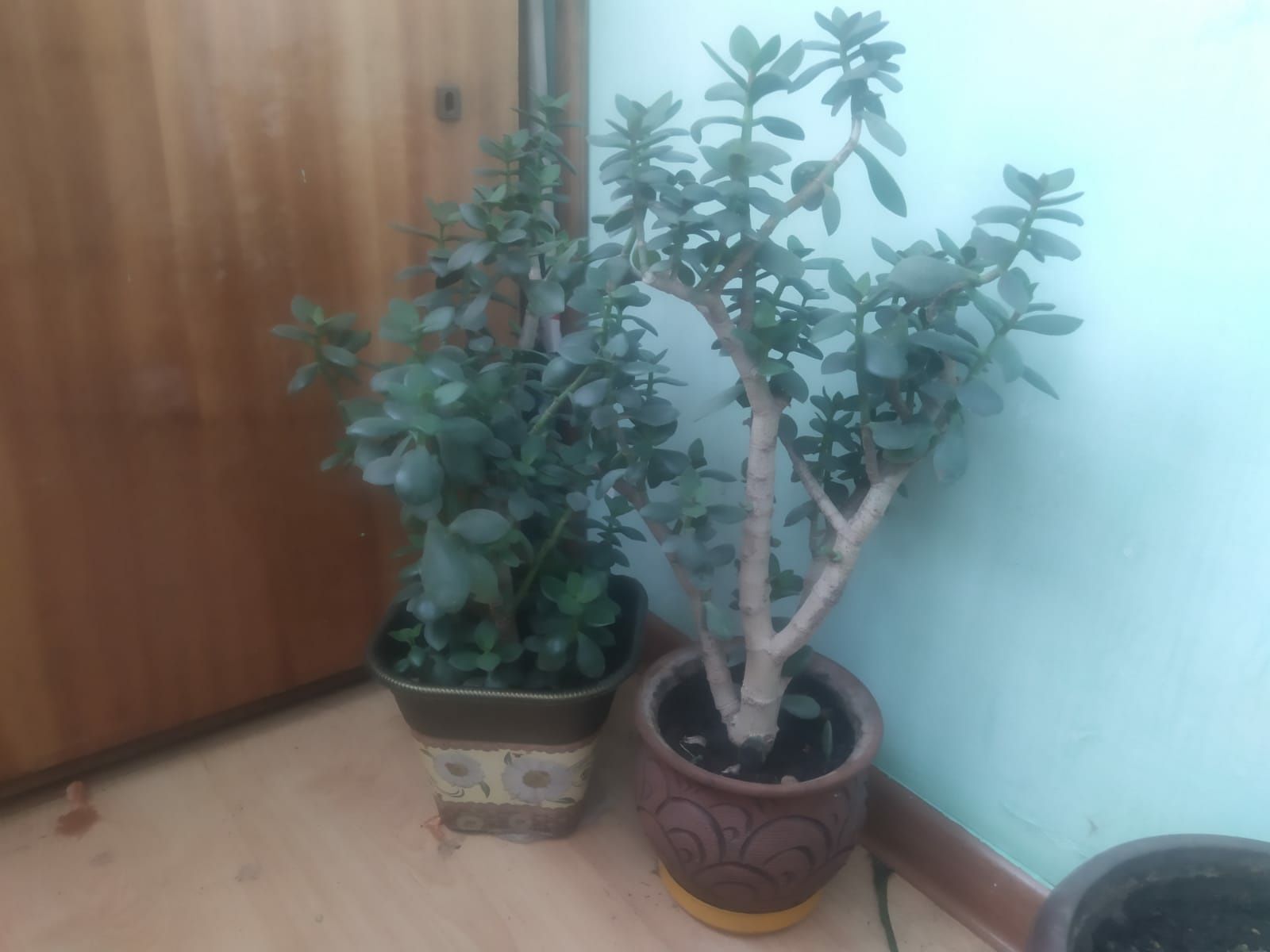Продам комнатные растения