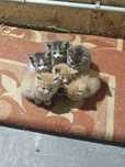 Отдам котят в добрые руки,бесплатно