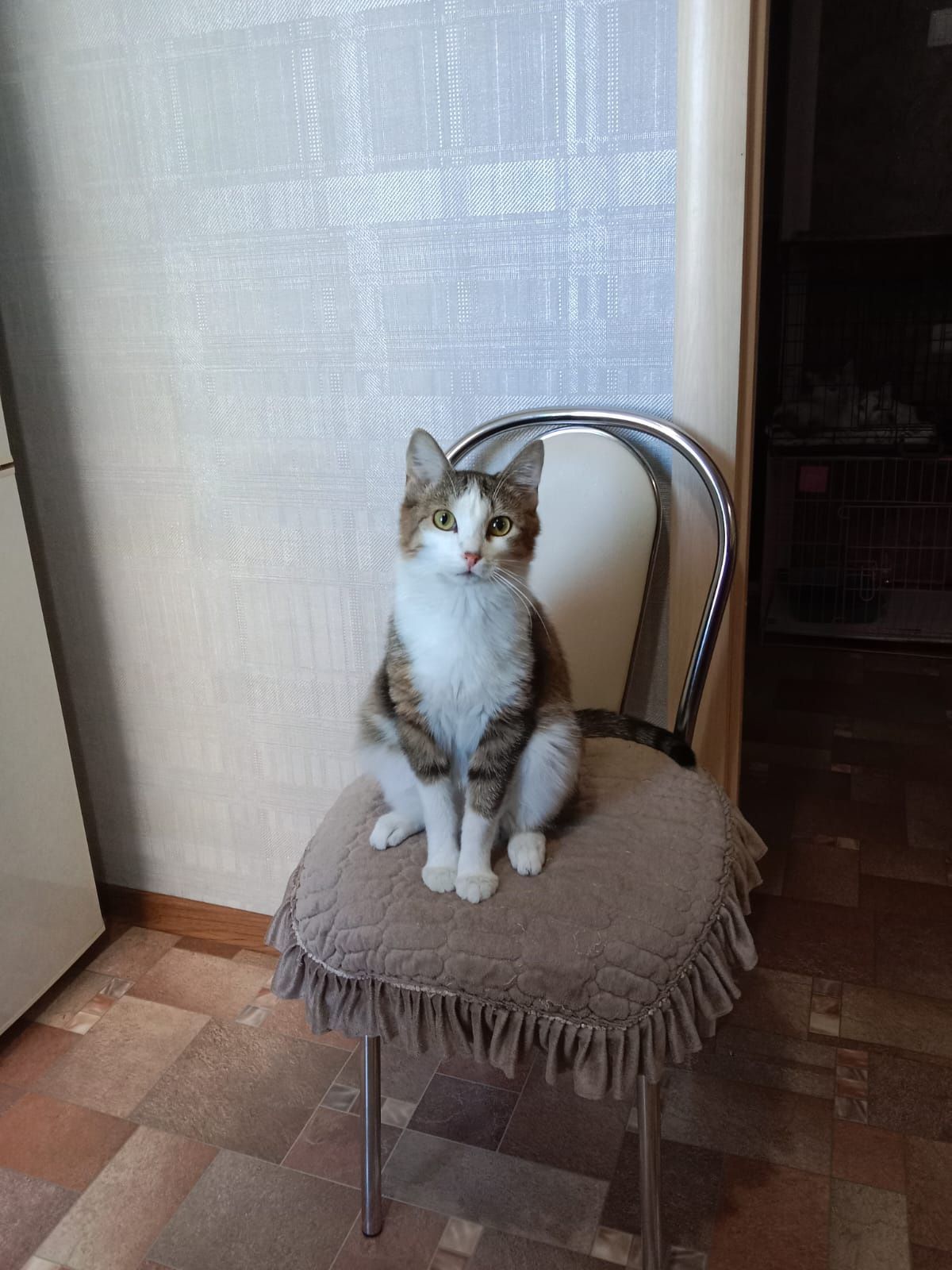 Отдам котика в добрые хорошие руки