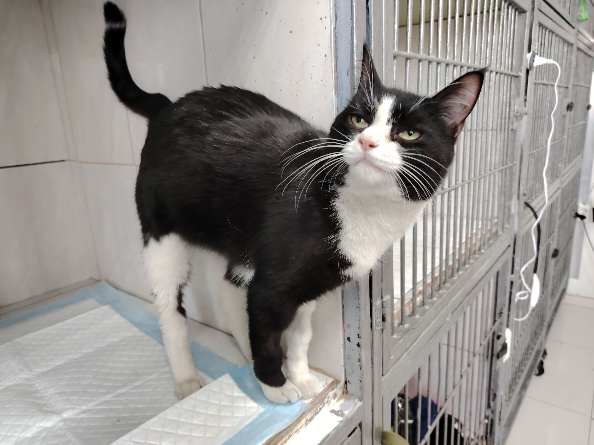 Отдадим котёнка в очень хорошие руки