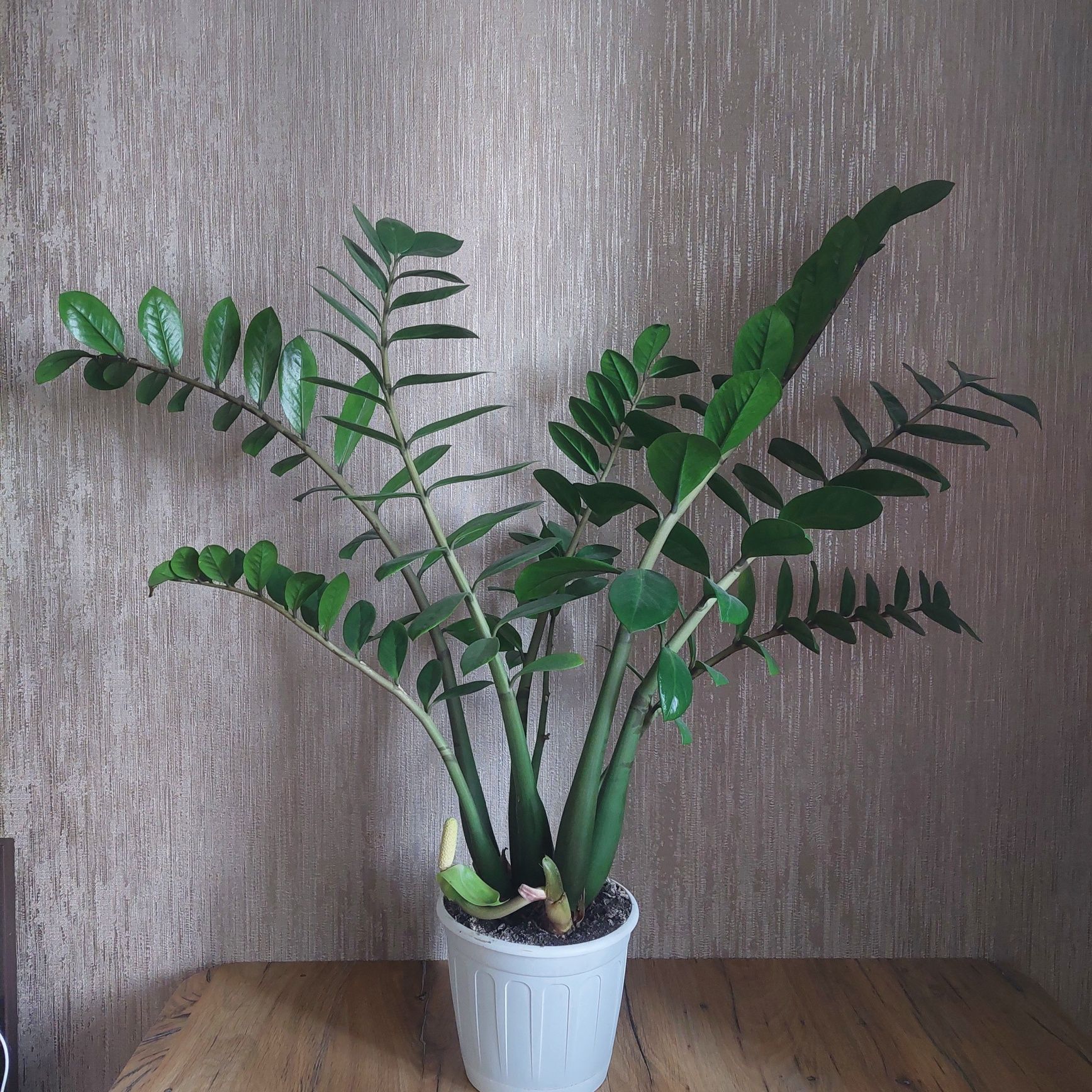 Замиокулькас продам