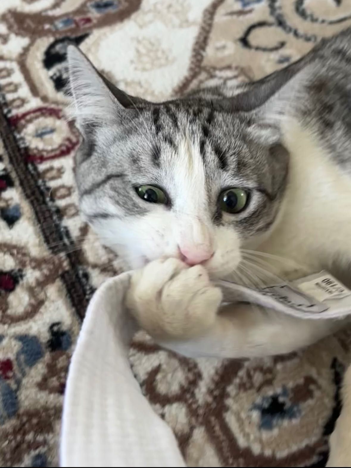 Отдам  кота в добрые руки
