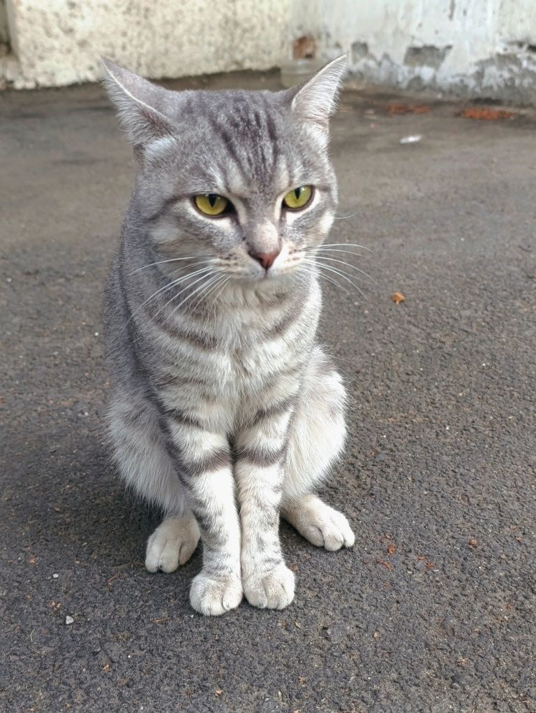 Котик котик кот котик