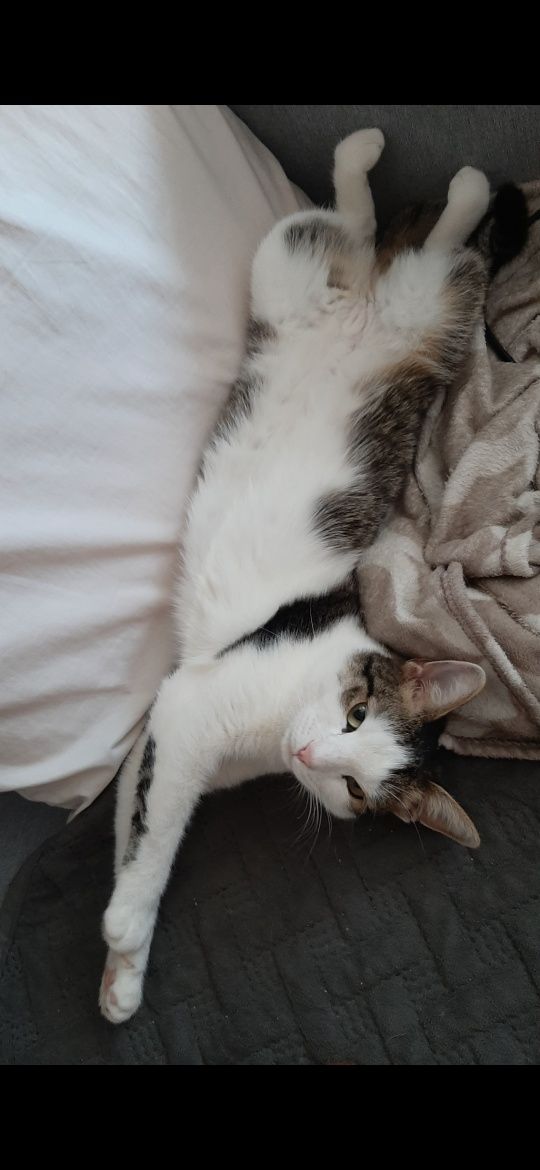Отдам милую кошку