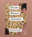 Ячмень пшениц дорого