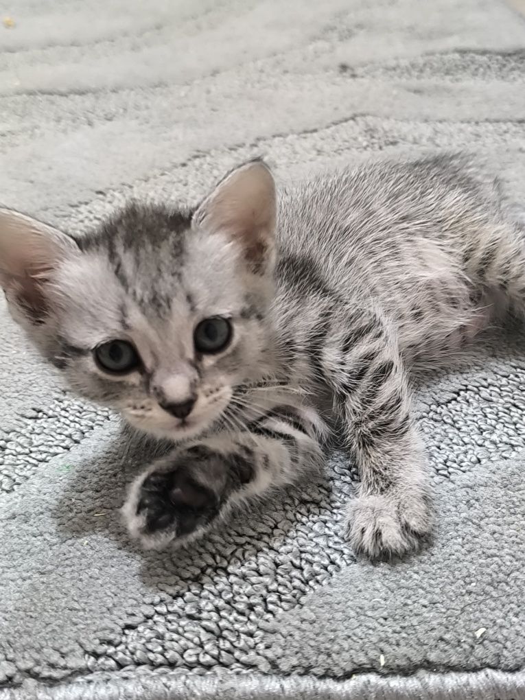 Отдам котят в добрые руки