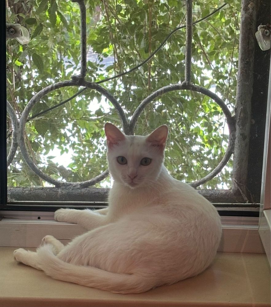 Кошка , ласковая, белая, домашная, приучена к лотку
