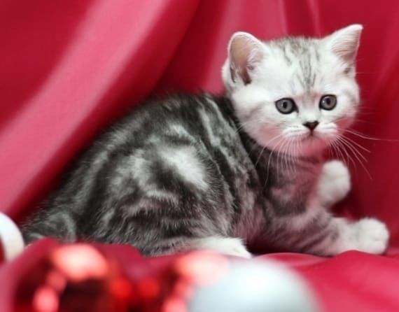 Котята чистокровные