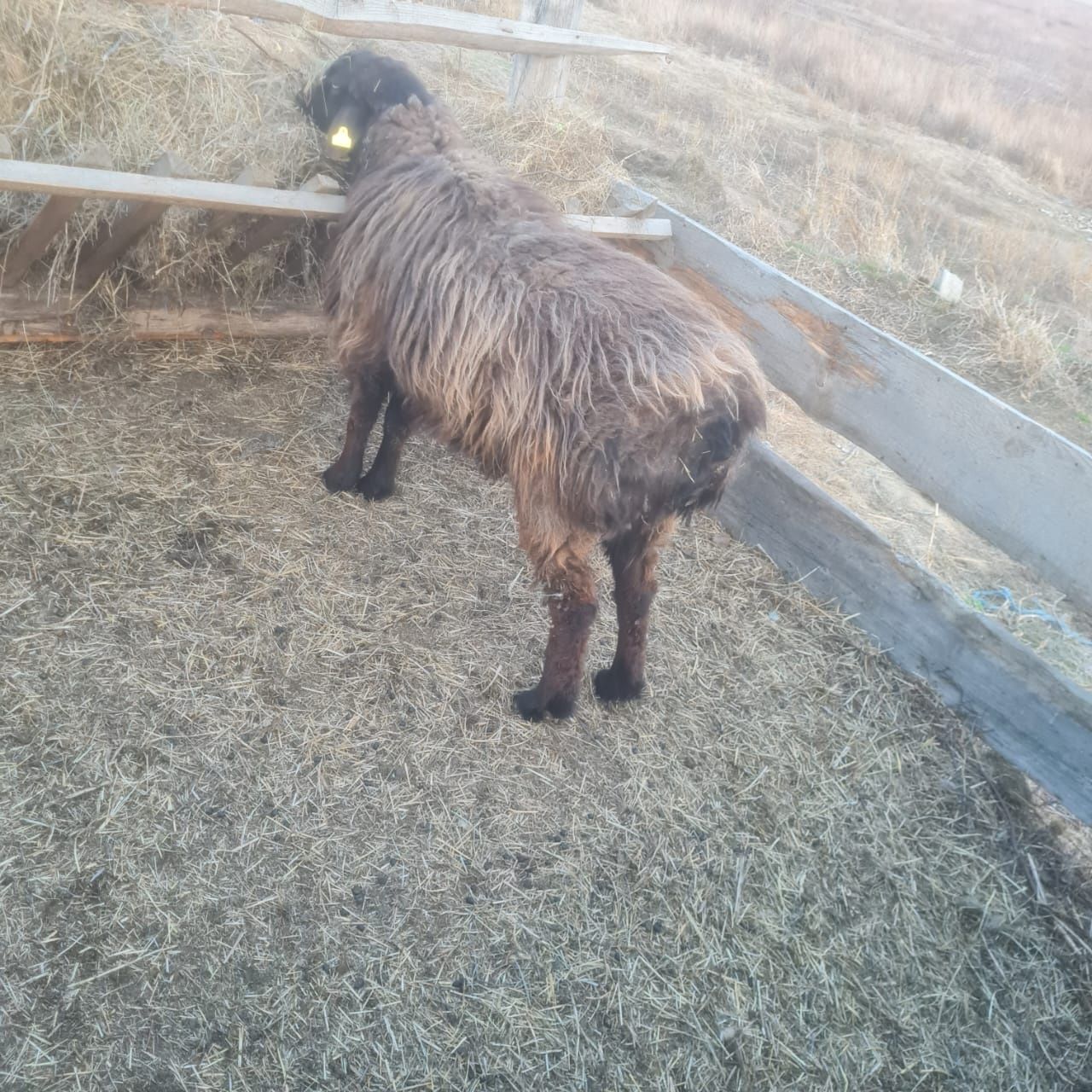 Продам кошкара на племя