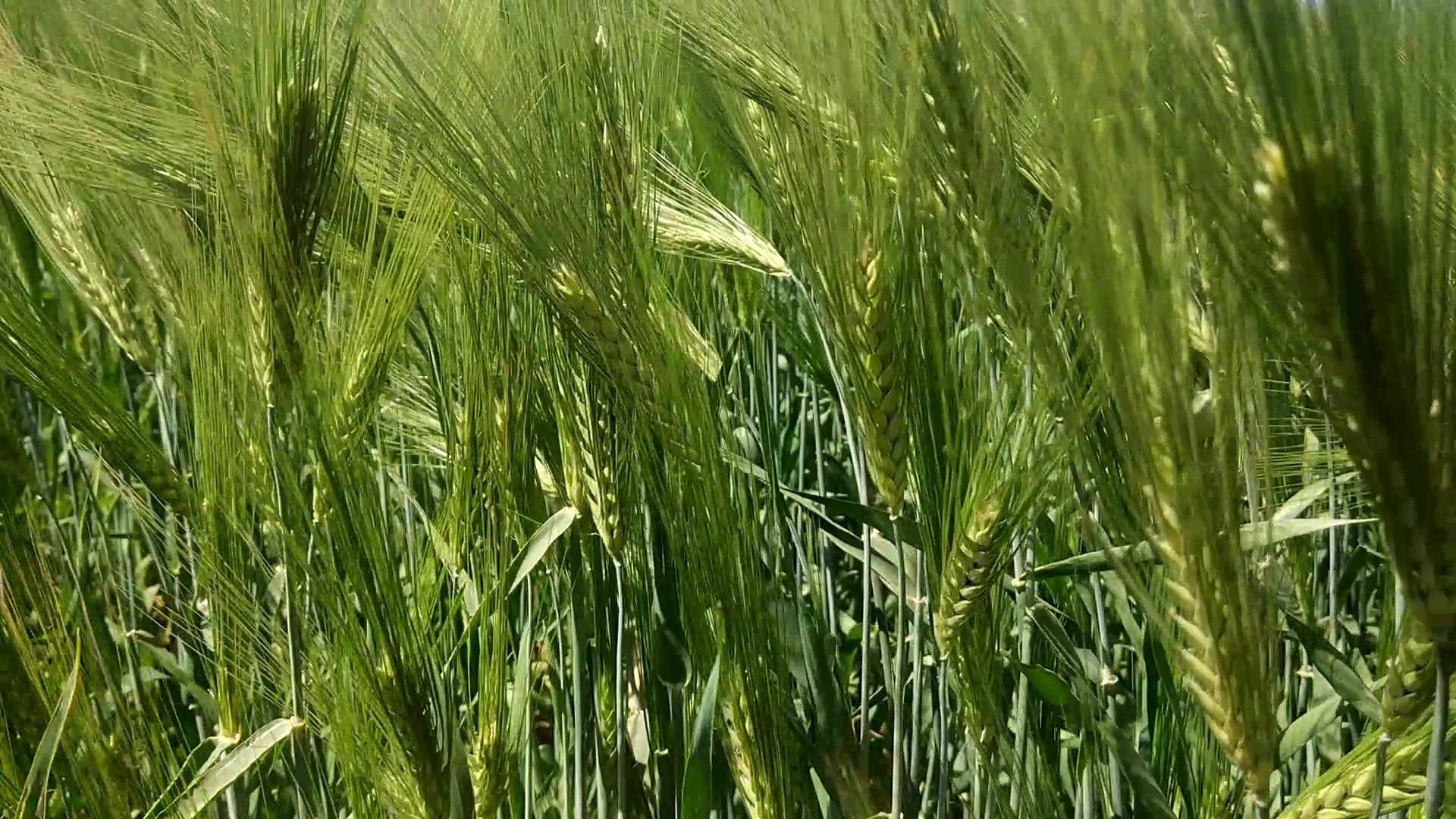 Продаю Ячмень Сорт "Атлин" (Канада) В Меркенском районе