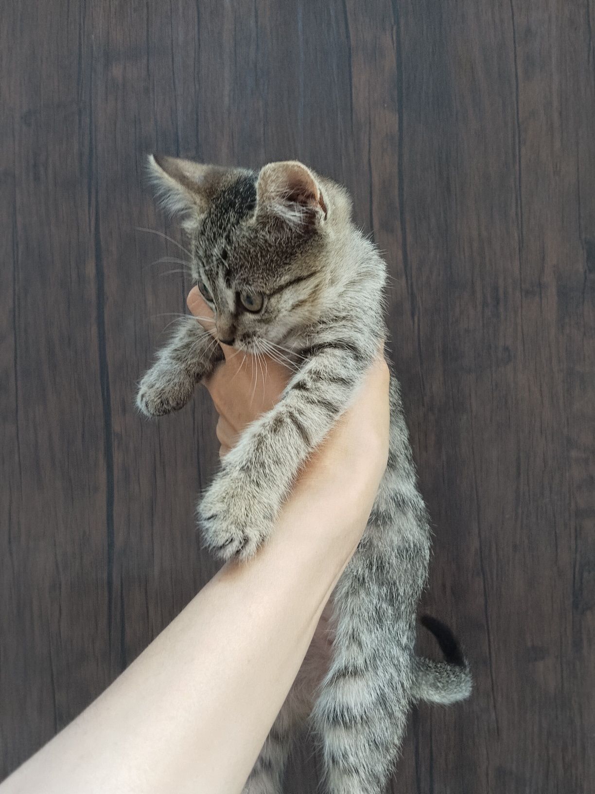 Отдам котят мальчики бесплатно