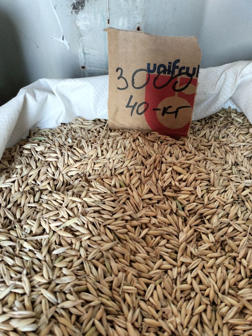 Продам овес чистый