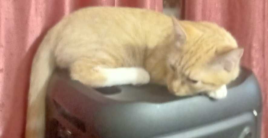 Котенок Рыжик ищет свой дом