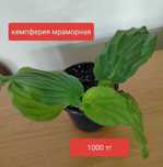 Продам комнатные растения.