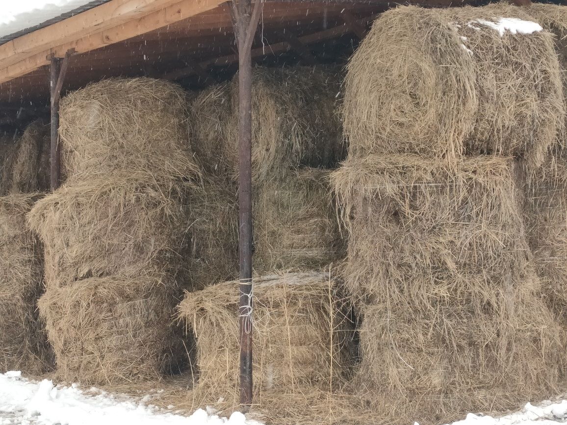 Продам сено луговое разнатравие экспорцет